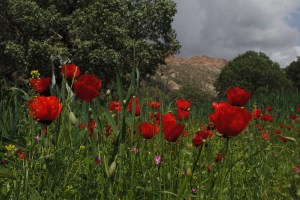 Ilam province, Western Iran